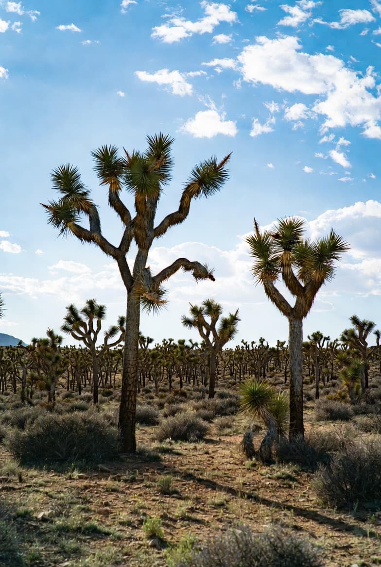 Joshua Tree Forest Arizona — route from Las Vegas to Grand Canyon West